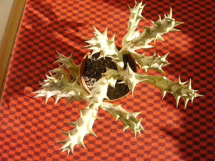 Caralluma - Cactusi -suculente