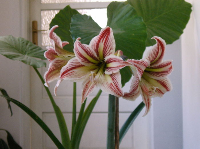 Amaryllis leopoldii - Diverse flori