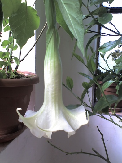 Brugmansia