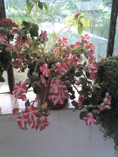 Impacients - Diverse flori