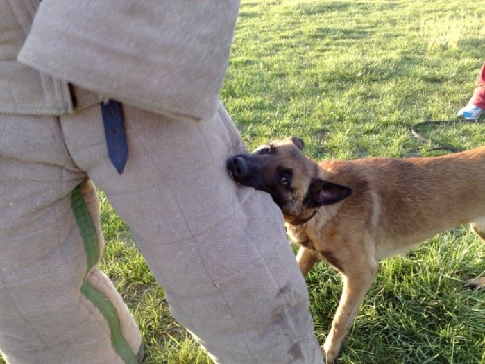 MAMA LUI FREUD - Cainii mei-Malinois