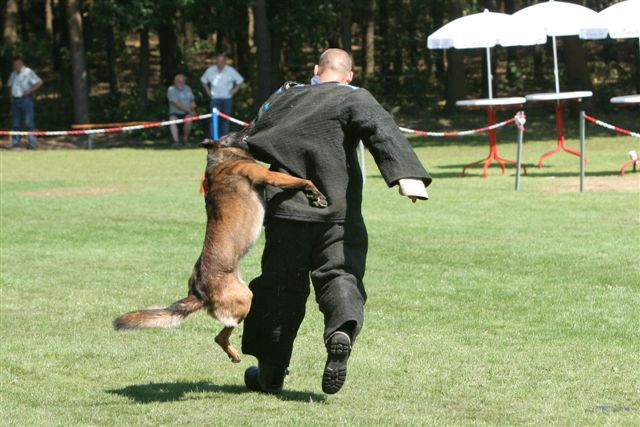 TATAL LUI FREUD-KAMATZ - Cainii mei-Malinois