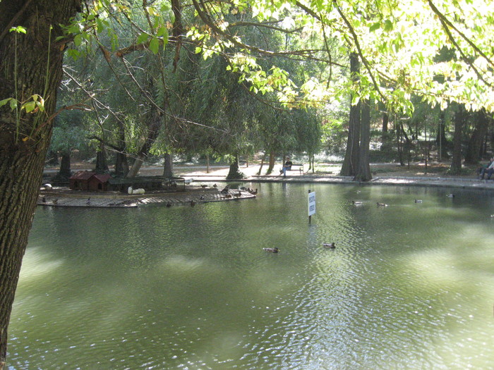 lacul cu lebede