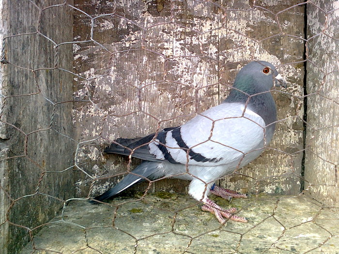 vanata; vanata femela de 2007
