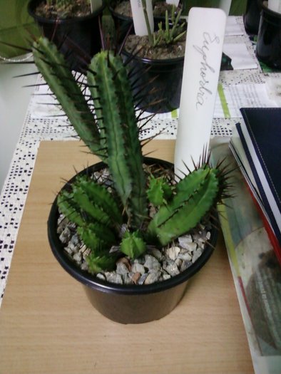 Euphorbia enopla - Suculente
