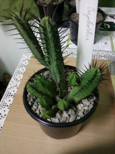 Euphorbia enopla - Suculente