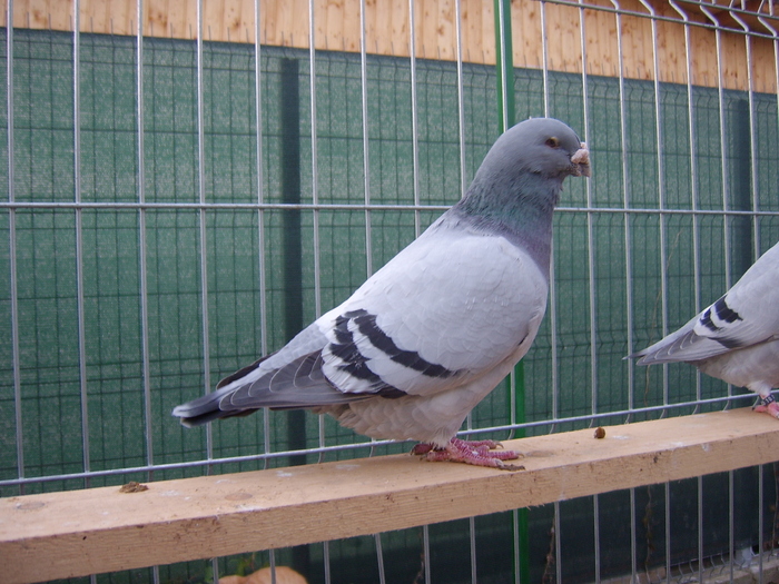 Albastru 2002 - porumbei maturi 2010