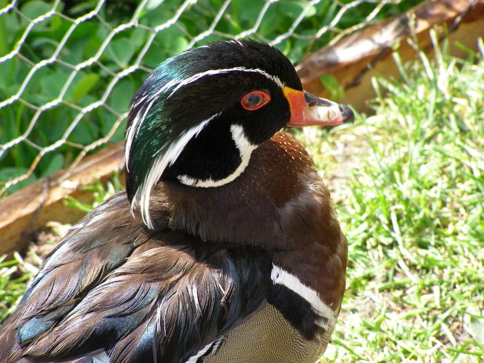 P5031870 - Rata Carolina standard