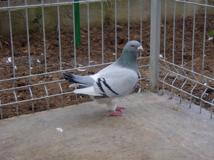 albastra lista 2005 - porumbei maturi 2010