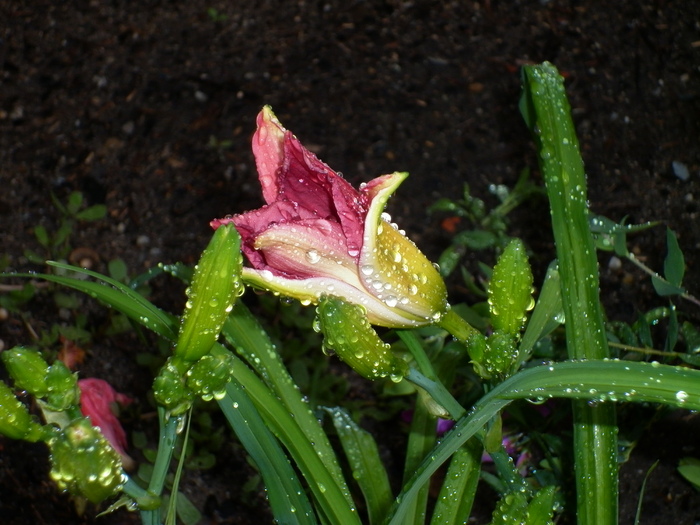 Day lily; 28.11.10 dimineata
