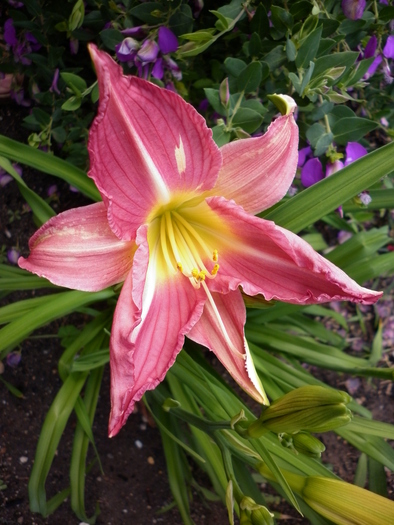 day lily; 28.11.10
