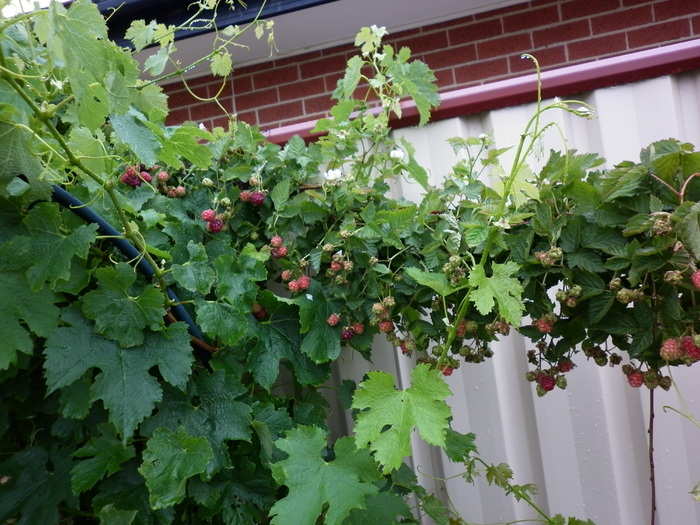 zmeura; 28.11.10 se coace zmeura...
