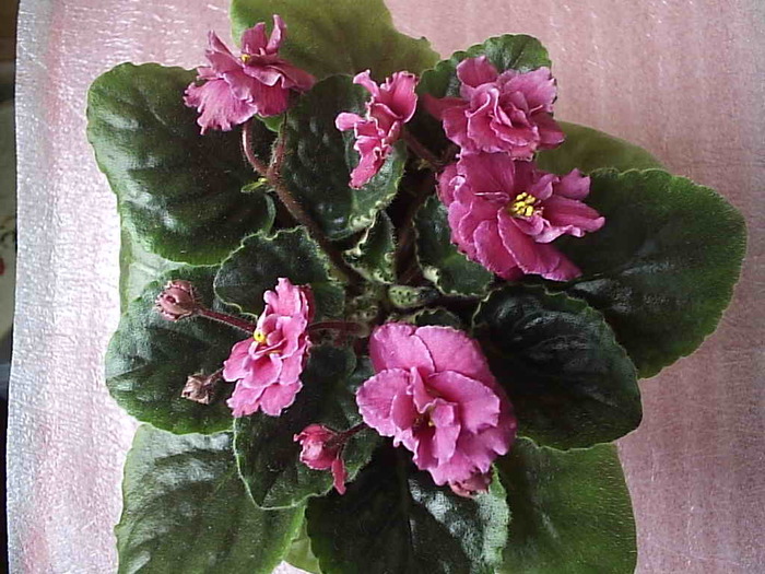 28.11.2010 - Cinnamon Gumdrops