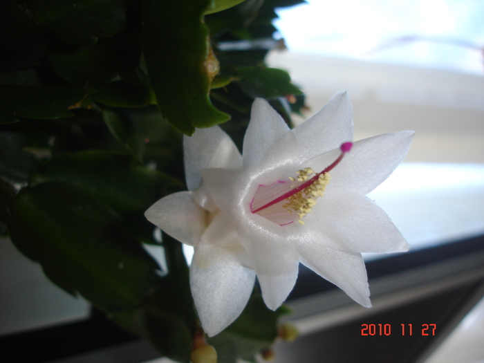 DSC09954 - Schlumbergera