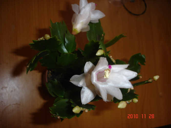 DSC09958 - Schlumbergera