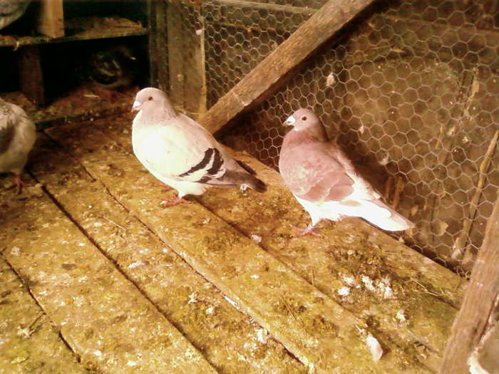 SP_A2944; mascul standard si mascul trestiu
