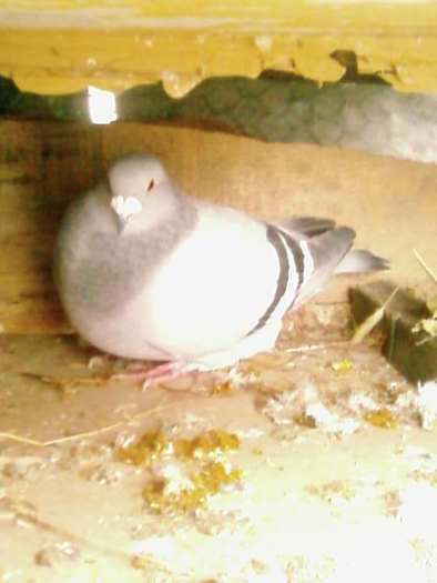 SP_A2954; femela 08 de la Matei;))
