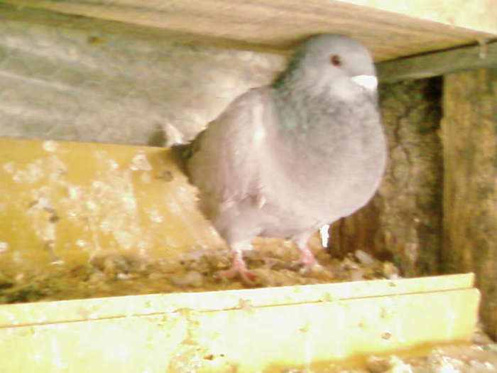 SP_A2956; pui mascul standard+king
