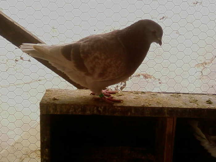 SP_A2967; pui mascul standard
