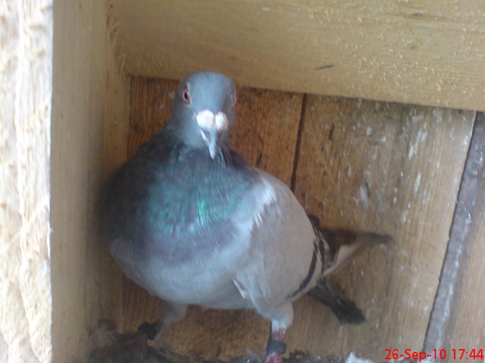 Ro 2008 M; Porumboi cumparat
