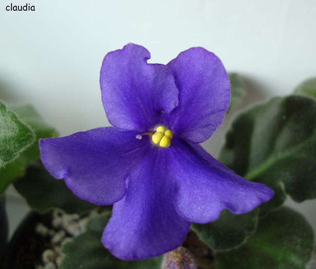 DSC01554 - 2010 violete