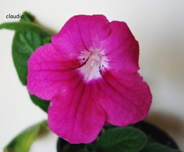 DSC01547 - 2010 streptocarpus