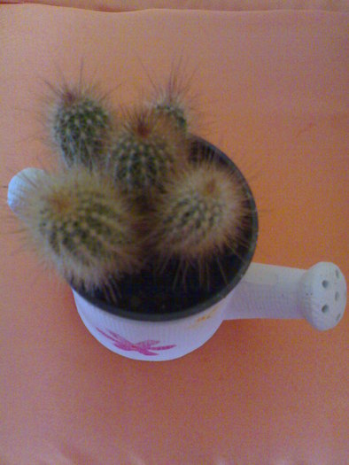 Cactusel - Plantute dragute