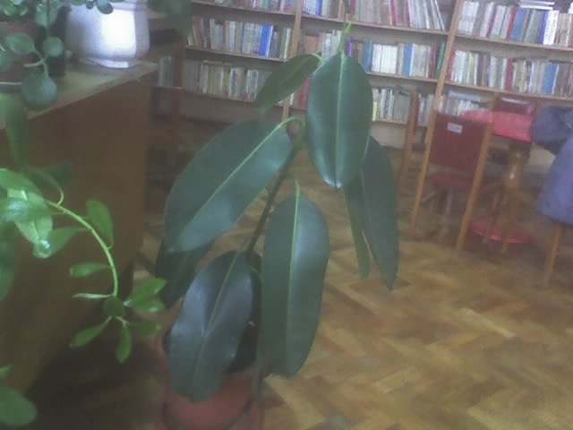 26-11-10_1109; ficus
