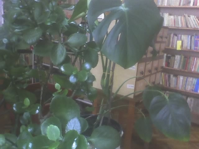 26-11-10_1110; kalanchoe  si philodendron
