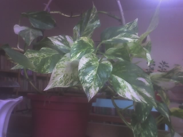 26-11-10_1112; scindapsus bicolor
