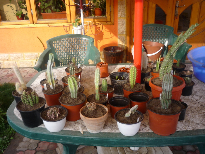 achizitii de la maranta