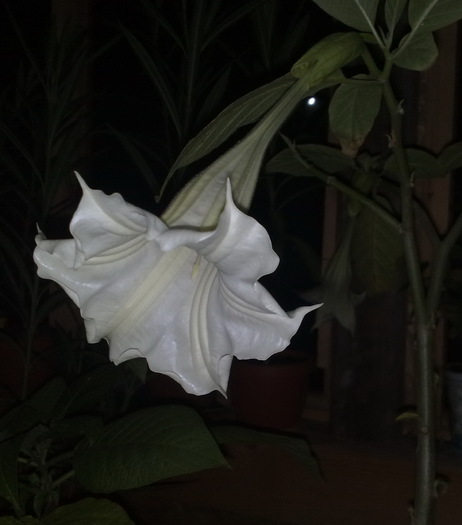 25 nov - Brugmansia si datura