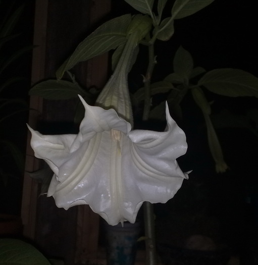 a inflorit,in sfarsit - Brugmansia si datura