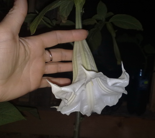 114 - Brugmansia si datura