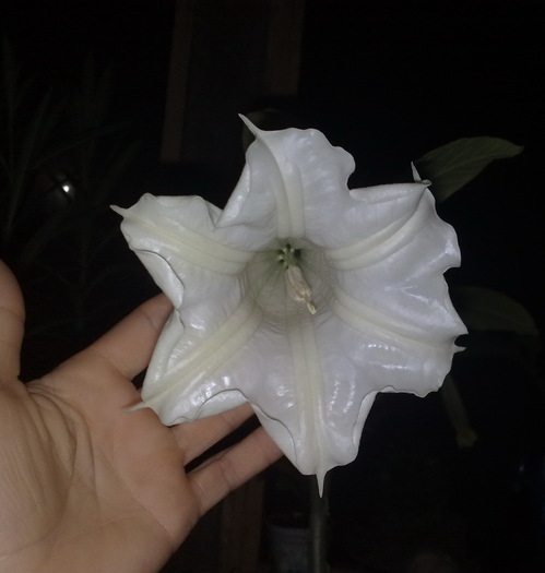 115 - Brugmansia si datura