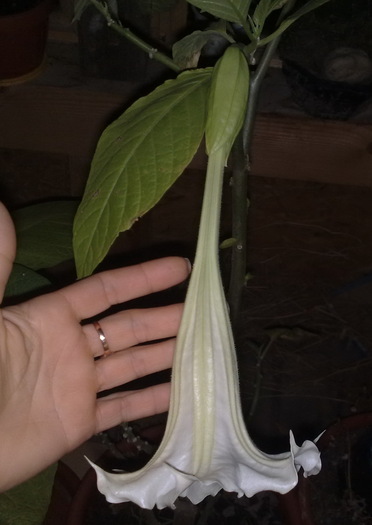 116 - Brugmansia si datura