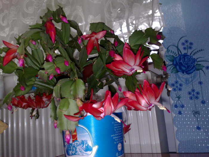 29 - Schlumbergera si Rhipsalidolis