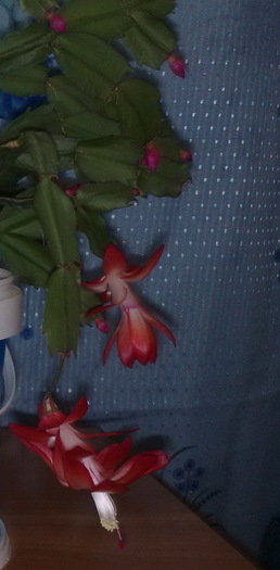 fgyt4 - Schlumbergera si Rhipsalidolis
