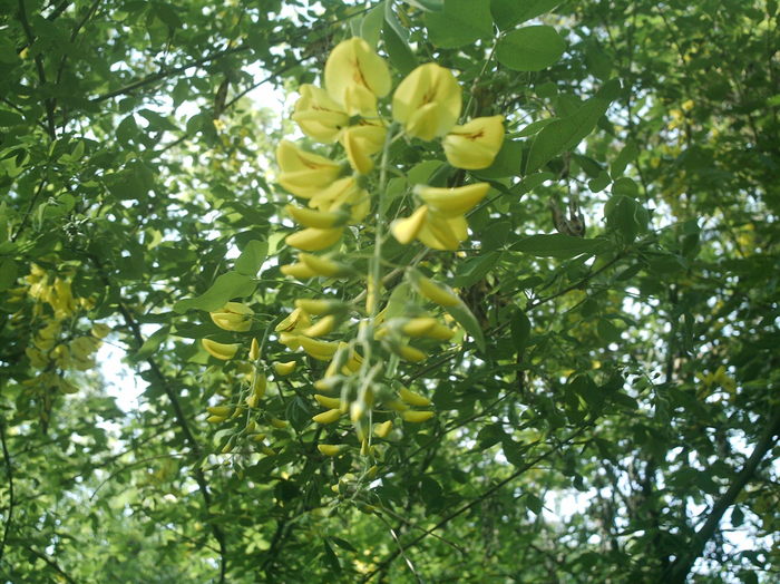 IMAG0043; Salcam galben
