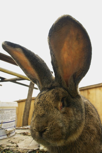 bucalatu'  - mascul - iepuri noiembrie 2010