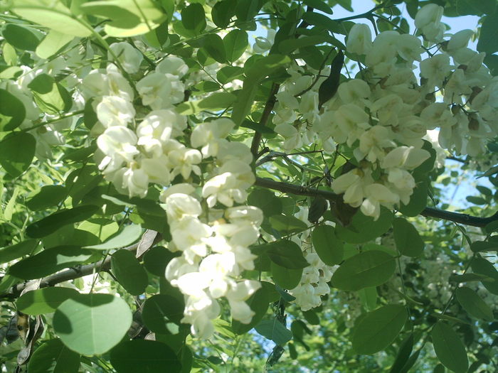 IMAG0015; Flori de salcam
