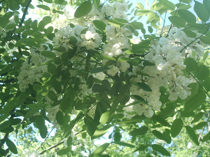 IMAG0019; Flori de salcam
