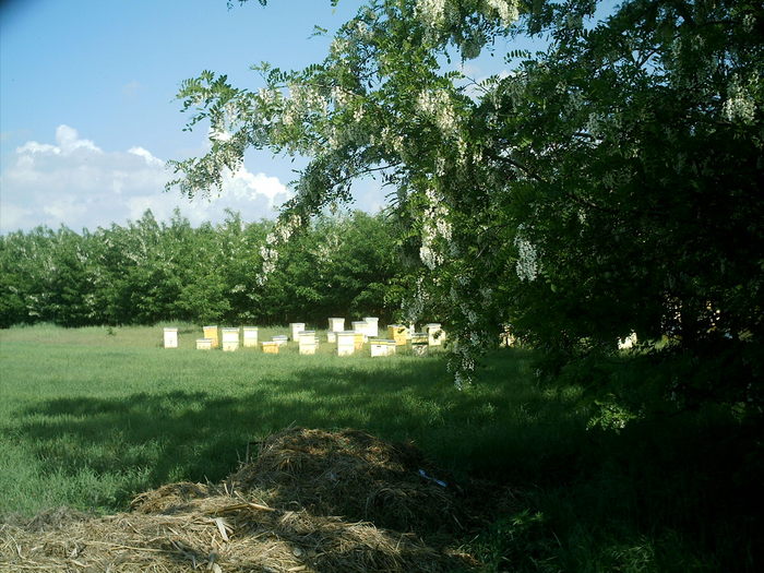 IMAG0040; Stupi in pastoral 4
