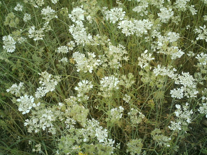 IMAG0049; Flori din zona
