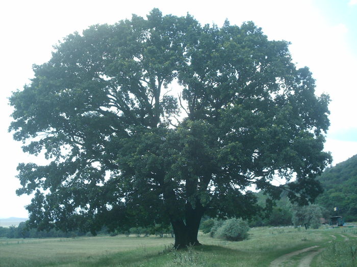 IMAG0003; Stejarul singuratic
