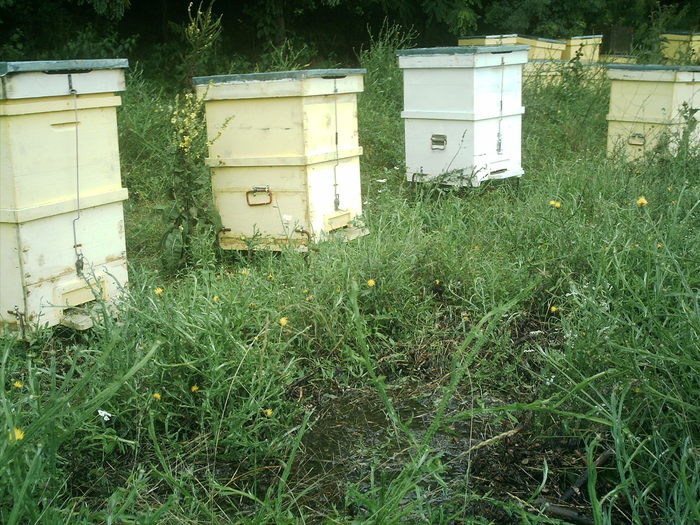 IMAG0008; Stupi in pastoral
