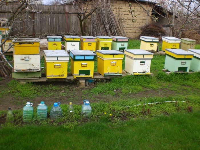 CIMG3662; Stupi in gradina
