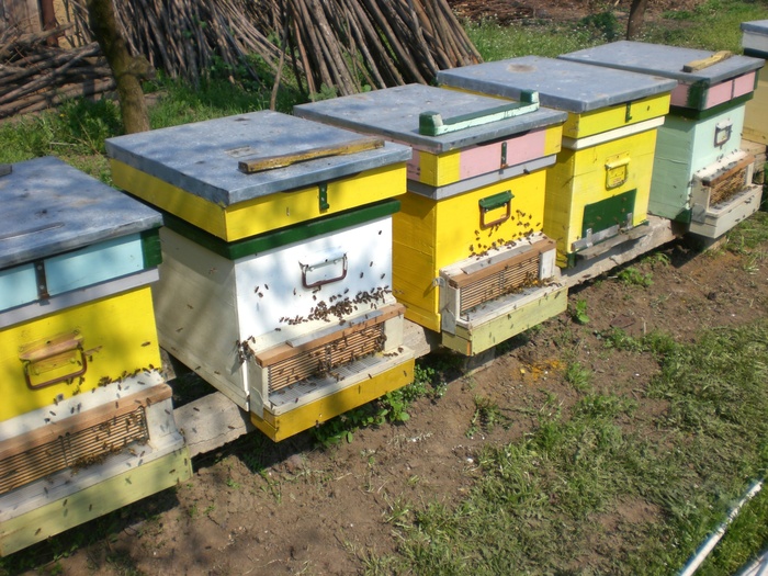 CIMG3703; Colectoare de polen
