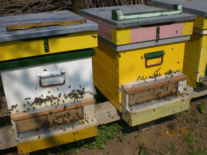 CIMG3704; Colectoare de polen
