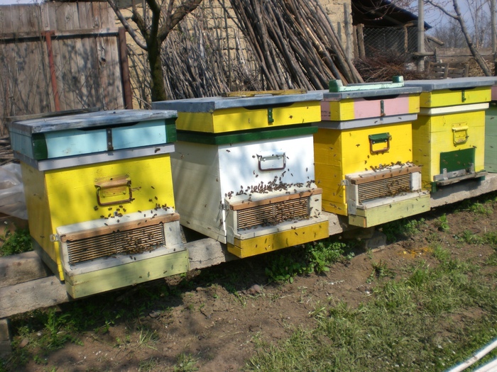 CIMG3706; Adunam polen
